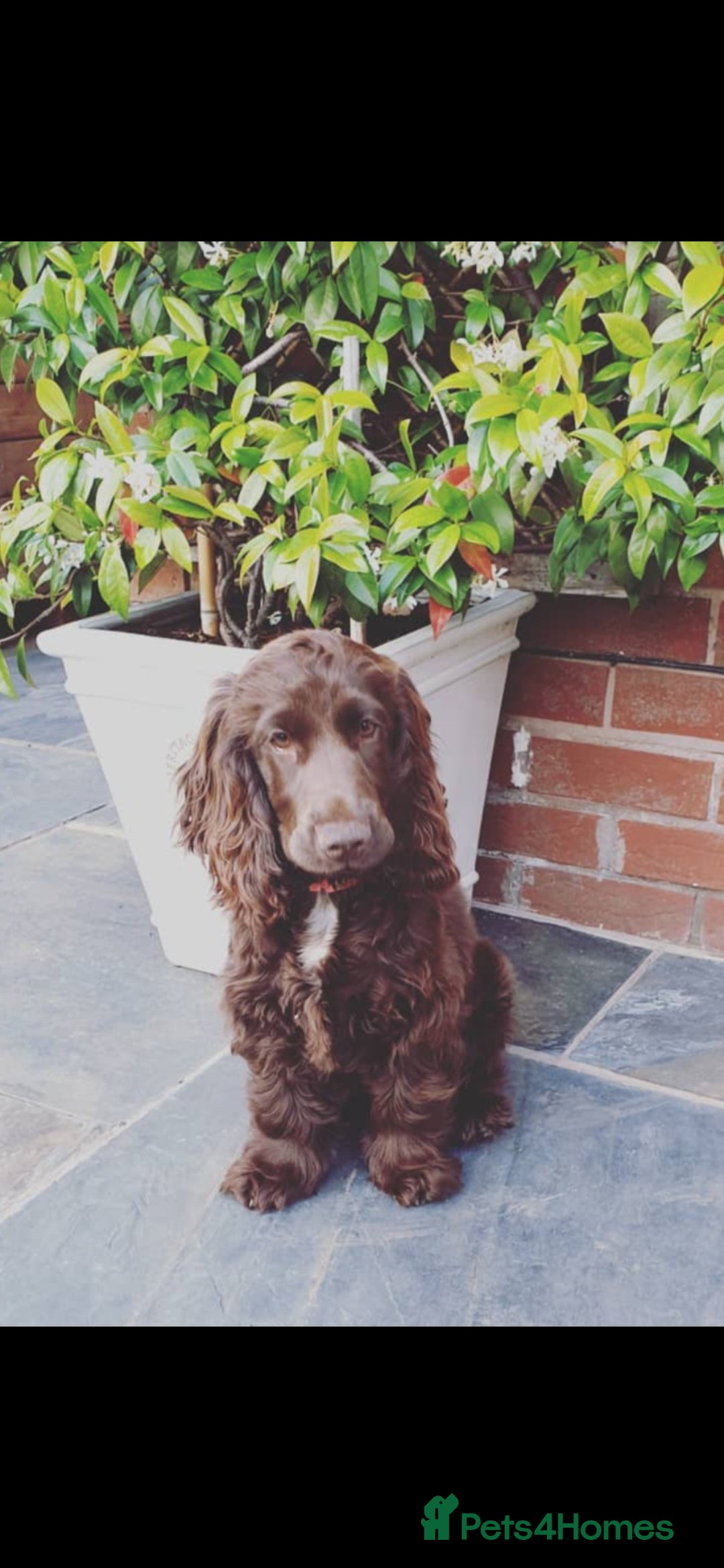 Cocker Spaniel dogs for sale: Kc registered show type puppies - Image 5