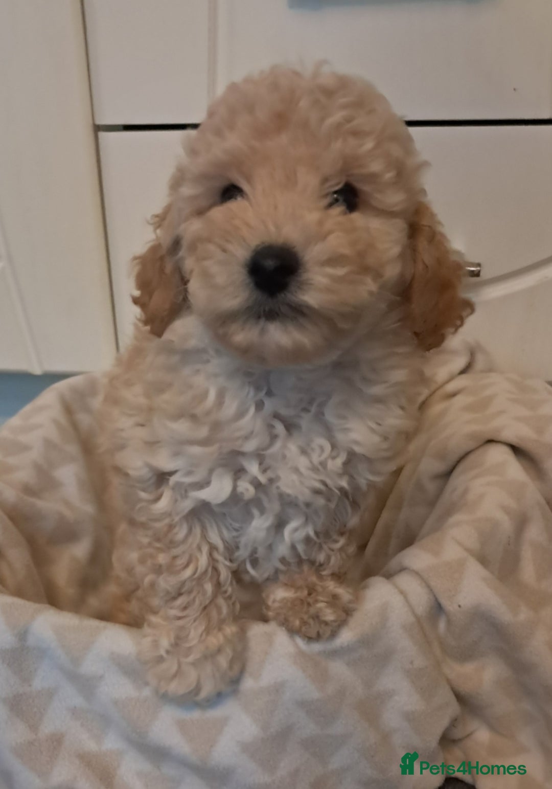 Mixed Breed dogs for sale: Beautiful poodle puppys - Advert 4