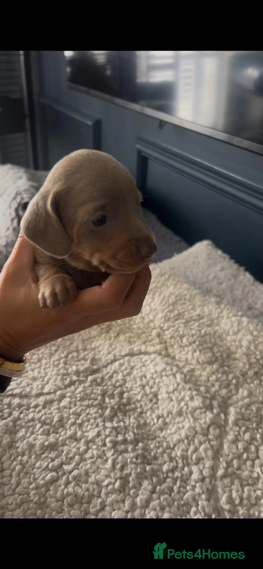 Miniature Dachshund dogs for sale: Stunning miniature daschunds - Advert 2