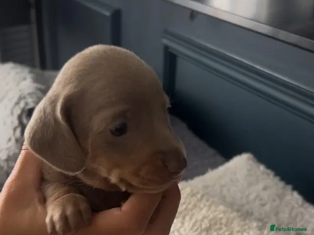 Miniature Dachshund dogs for sale: Stunning miniature daschunds - Advert 2