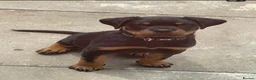 Rottweiler dogs for sale: GERMANY ROTTWEILER  in Southampton - Advert 4