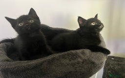 Domestic Shorthair cats for sale: 6 beautiful kittens for sale. - Image 4
