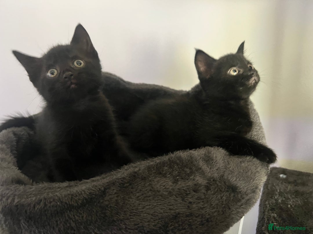 Domestic Shorthair cats for sale: 6 beautiful kittens for sale. - Image 4