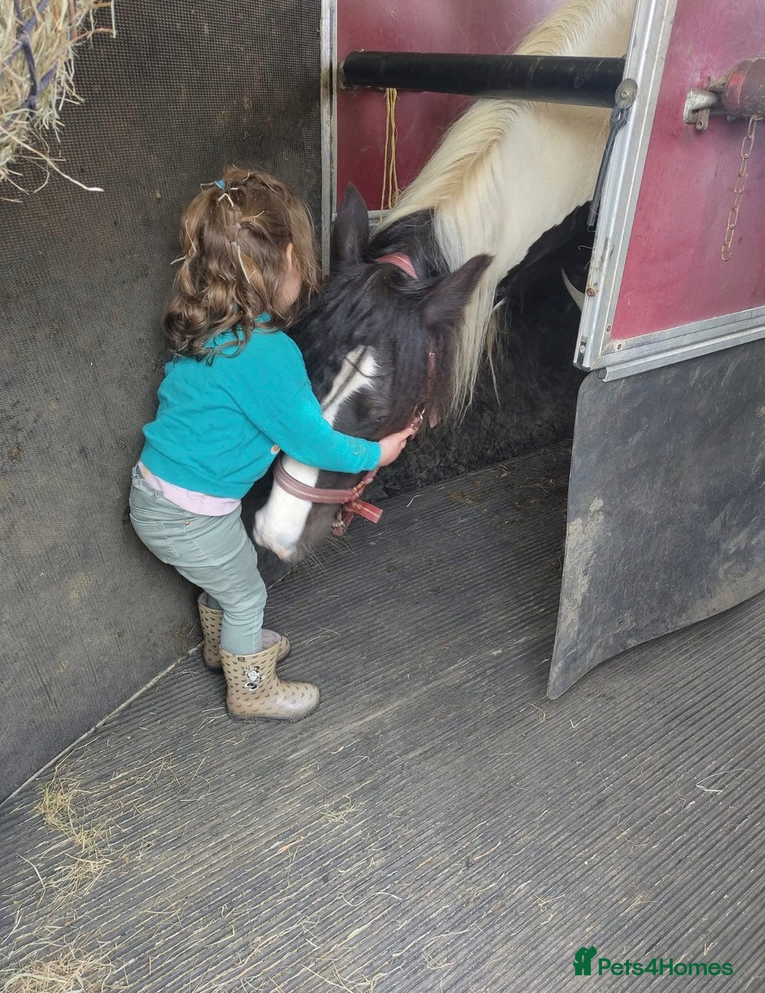 Irish Cob horses for sale: 14.2 5 year old mare in Stamford - Advert 2