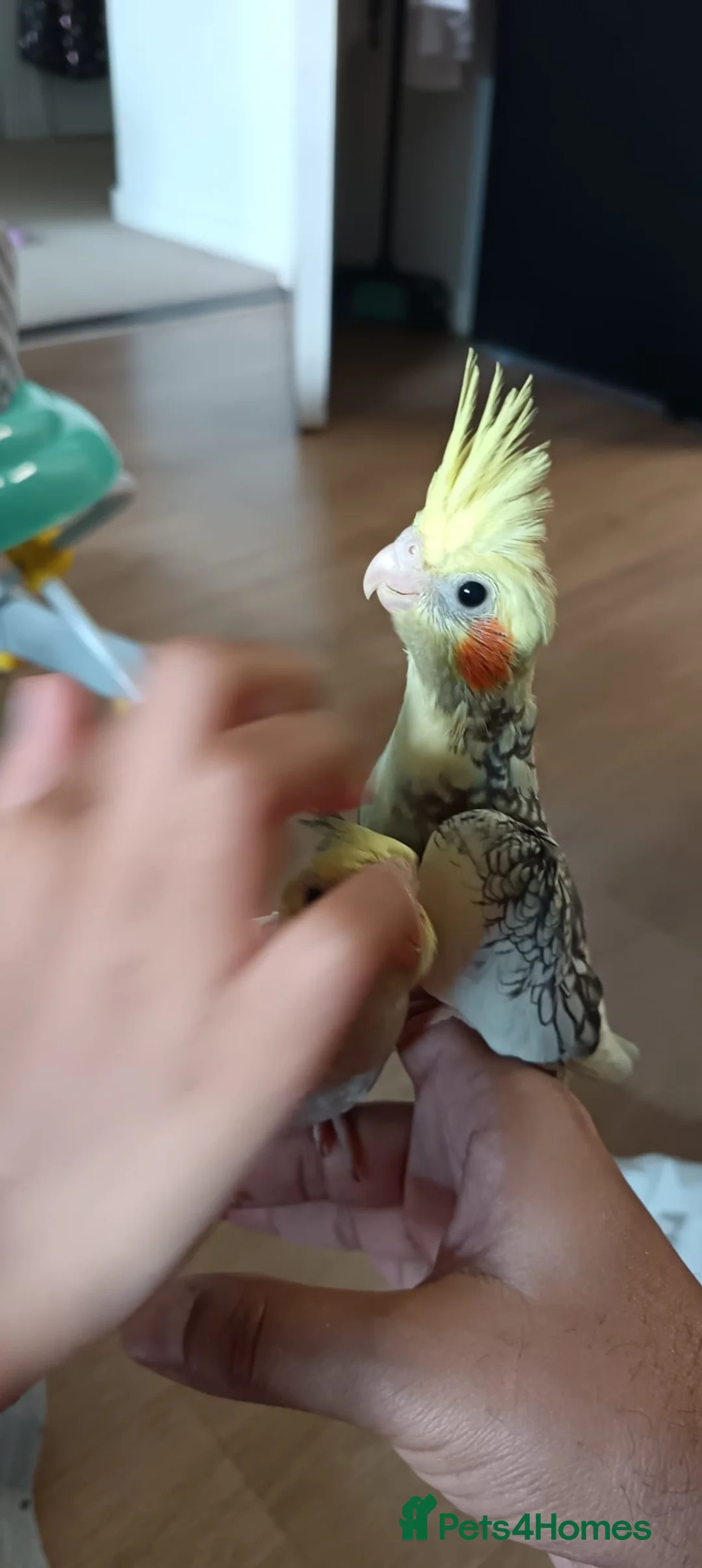 Cockatiels birds for sale: Breeding cockatiels with babies - Advert 9