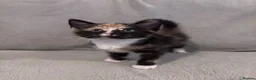 Domestic Shorthair cats for sale: GORGEOUS KITTENS LOOKING FOR THEIR FOREVER HOMES - Advert 8