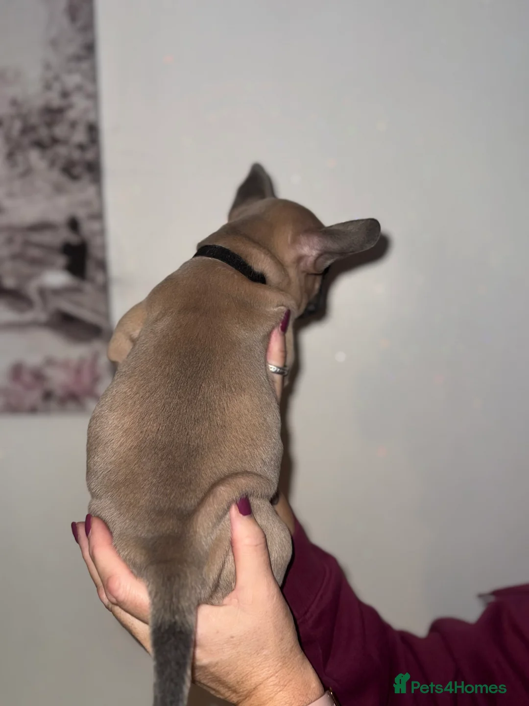Mixed Breed dogs for sale: French bulldog / pocket bully puppies in Witham - Advert 5