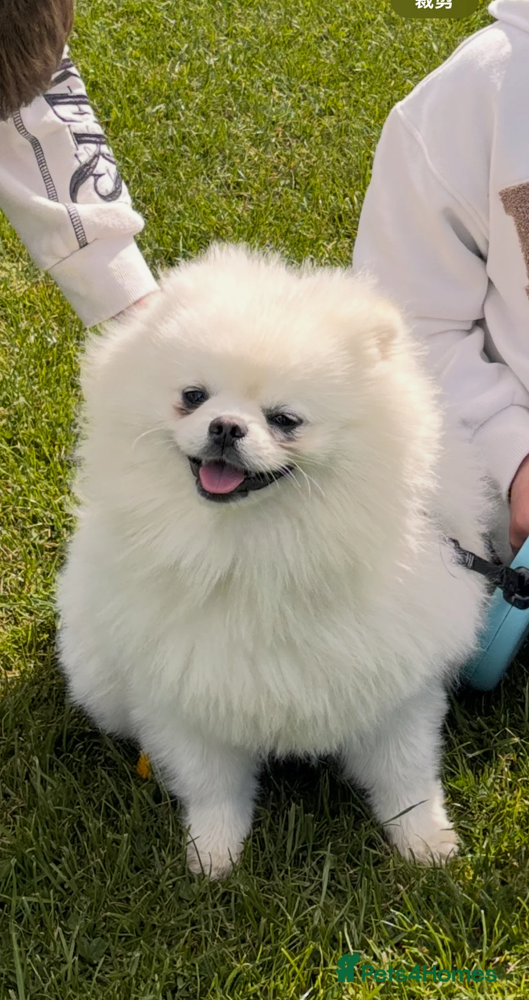 Pomeranian dogs for sale: KC registered Fluffy white Pomeranian - Advert 2