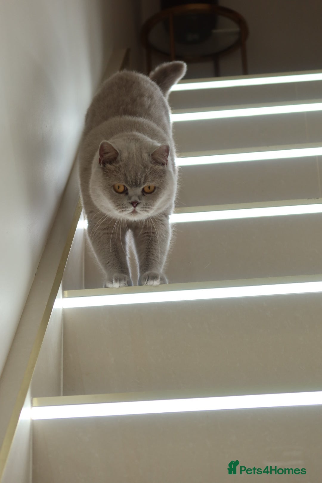 British Shorthair cats for sale: Wonderful liliac girl British shorthair    - Advert 5