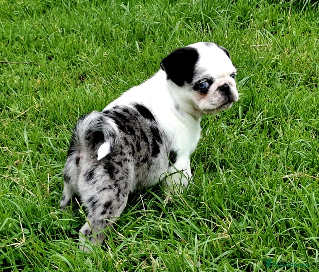 Pug dogs for sale: Pug puppies-Merle, panda and koi - Image 10