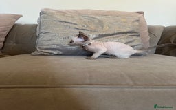 Devon Rex cats for sale: Two Adorable Devon Rex Kittens 💙🩷 - Image 7