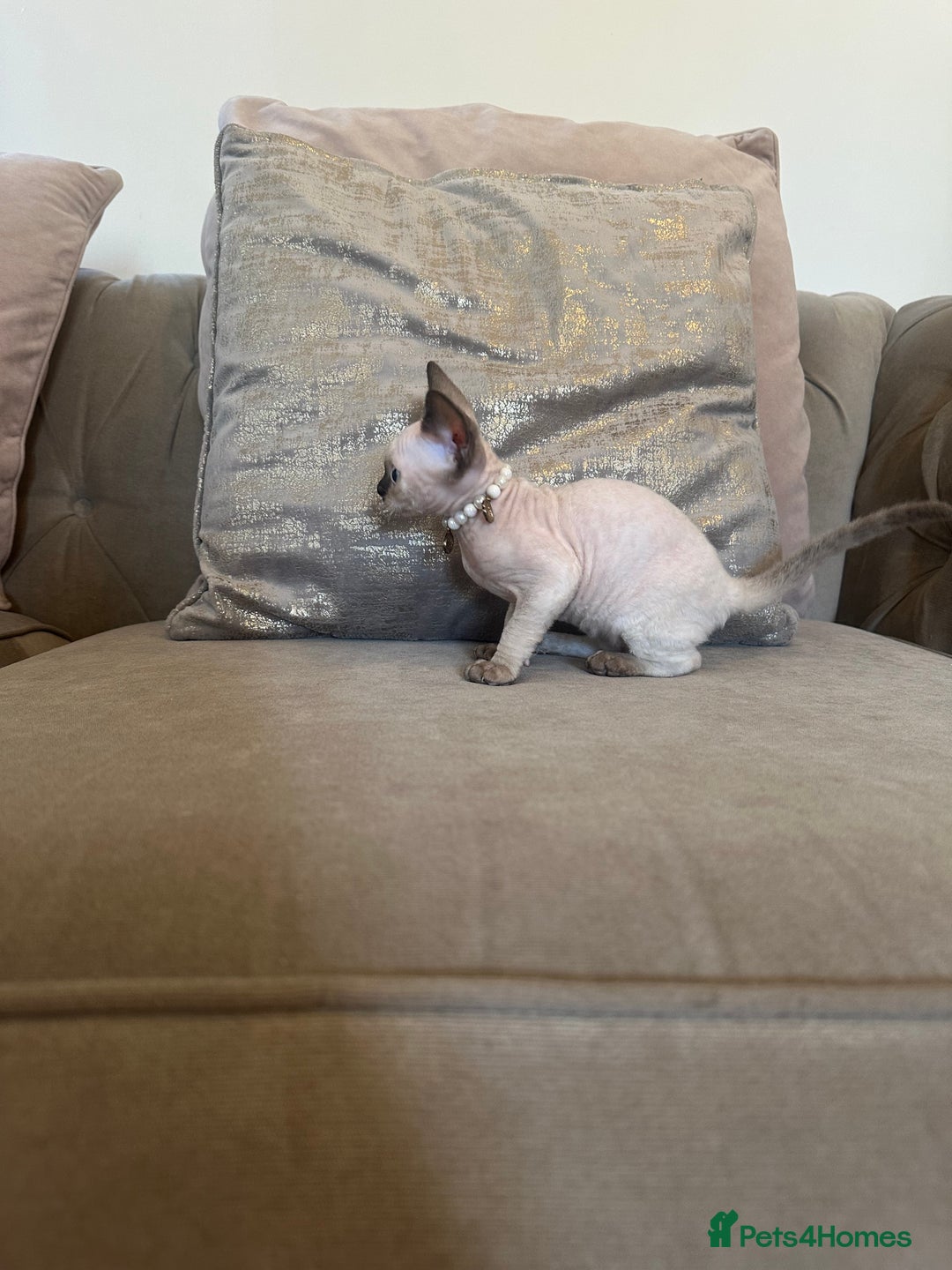 Devon Rex cats for sale: Two Adorable Devon Rex Kittens 💙🩷 - Image 7