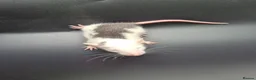 Rat rodents for sale: Baby Dumbo Rats - Advert 11