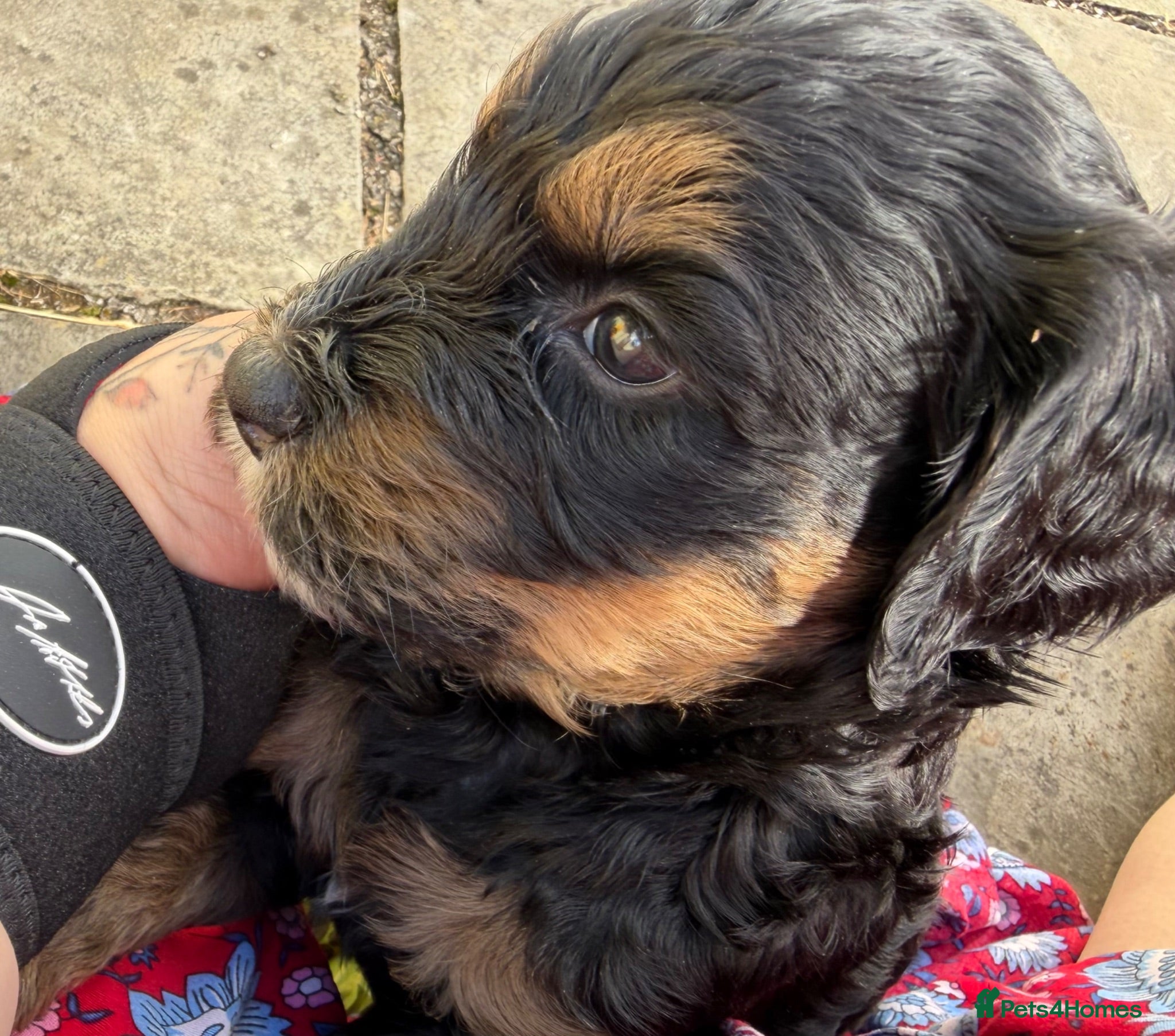 Bernedoodle dogs Second generation, health tested, Bernedoodles. - Advert 13