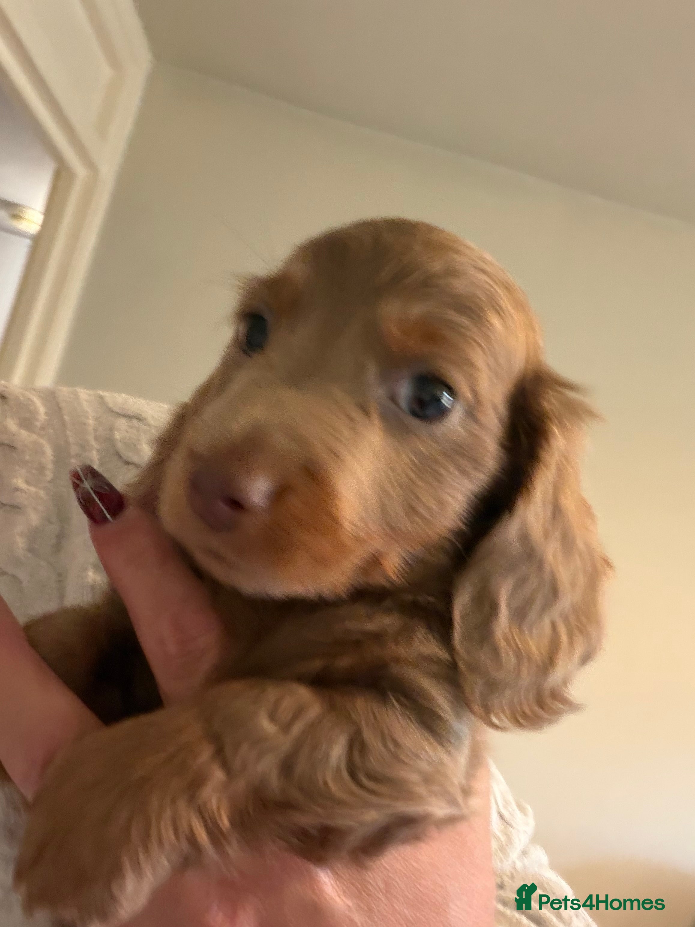 Miniature Dachshund dogs Miniature Dachshund READY NOW REDUCED x - Advert 16