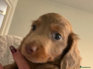 Miniature Dachshund dogs Stunning Miniature dachshund puppies kc reg - Advert 1