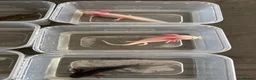Axolotl reptiles for sale: Rescue Axolotls Looking For New Home  - Advert 12