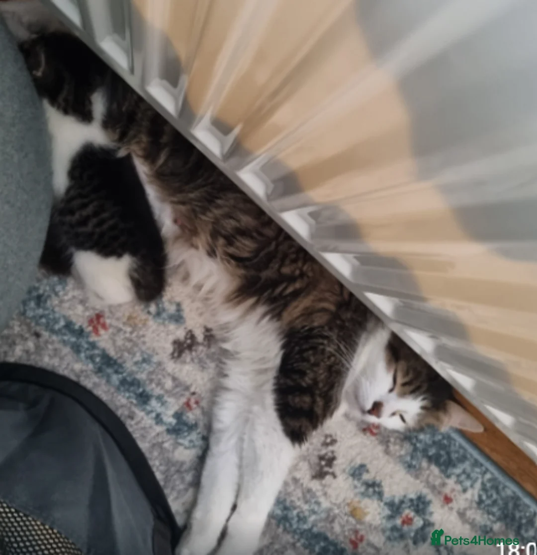 Mixed Breed cats for sale: Gorgeous Tabby & White Kittens in London - Advert 2