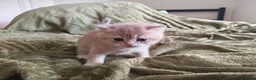 British Shorthair cats for sale: Golden cy12 British Shorthair Boys – Vet Raised in Norwich - Advert 2