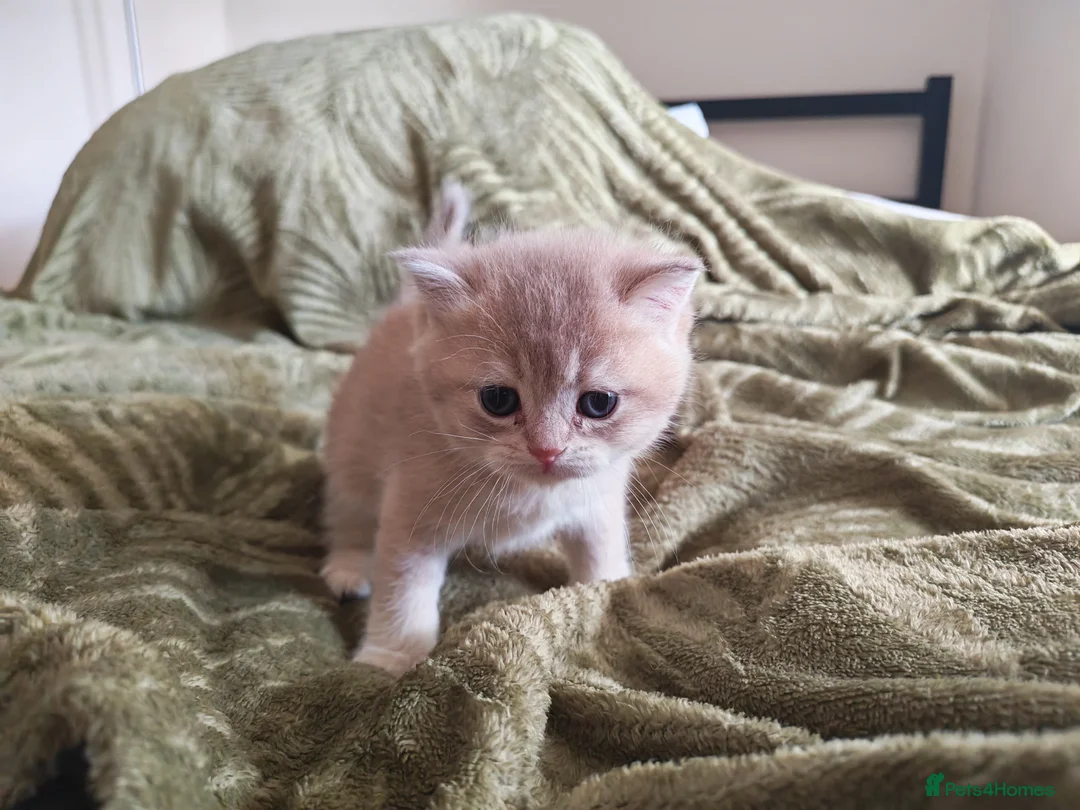 British Shorthair cats for sale: Golden cy12 British Shorthair Boys – Vet Raised in Norwich - Advert 2