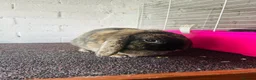Mixed Breed rabbits for sale: Rabbits ready for homes now  - Advert 3