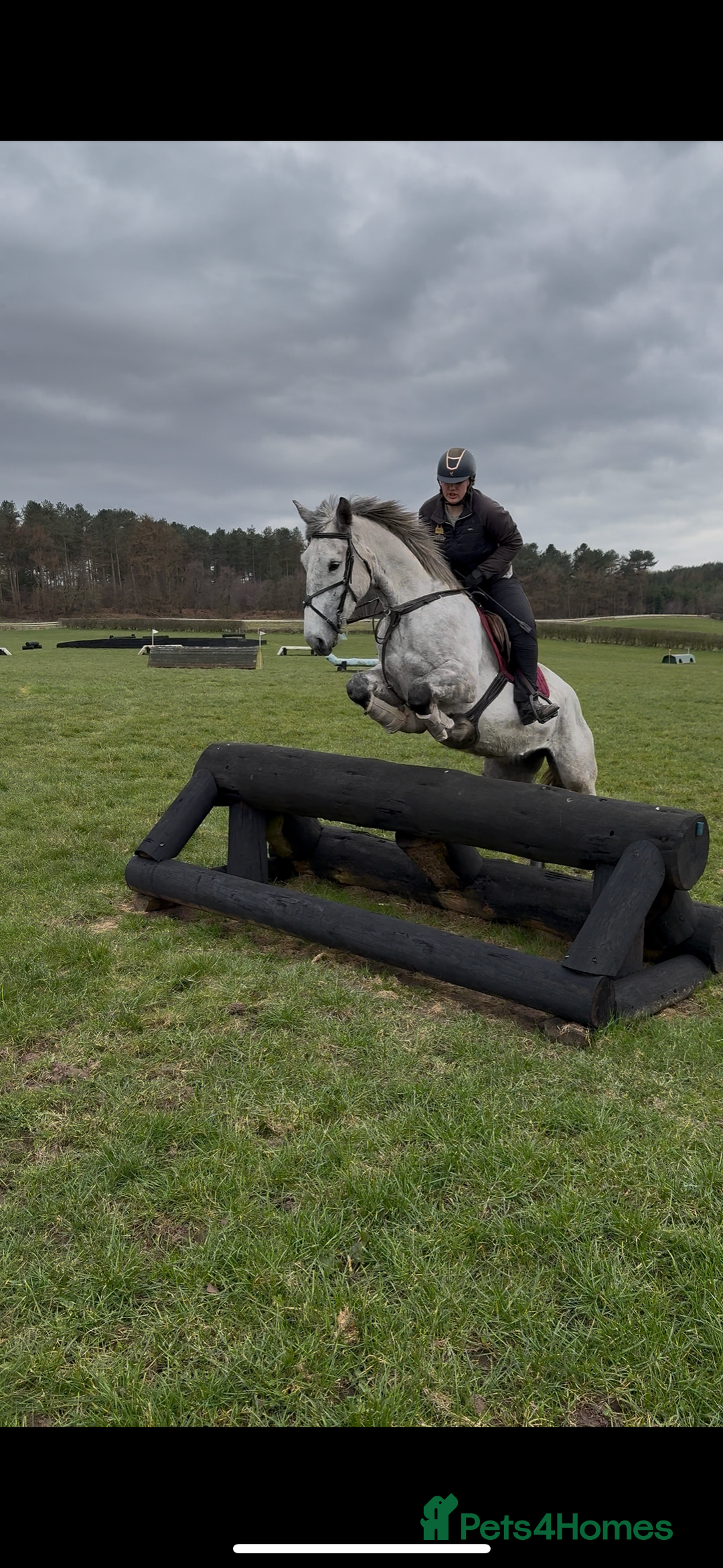 Irish Draught horses for sale: 16.3hh all round mare for sale  - Advert 12