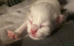 Ragdoll cats for sale: Purebred Male Ragdoll for sale - Image 13