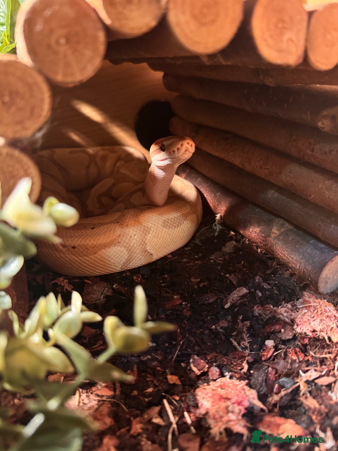 Python Snake reptiles for sale: Royal/Ball python - Advert 1