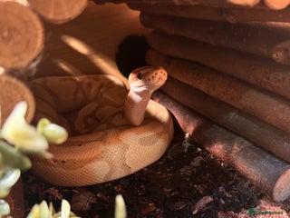 Python Snake reptiles Royal/Ball python - Advert 1