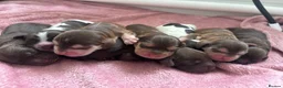 Cocker Spaniel dogs for sale: 🤎 KC show cockers 🤎 - Advert 1