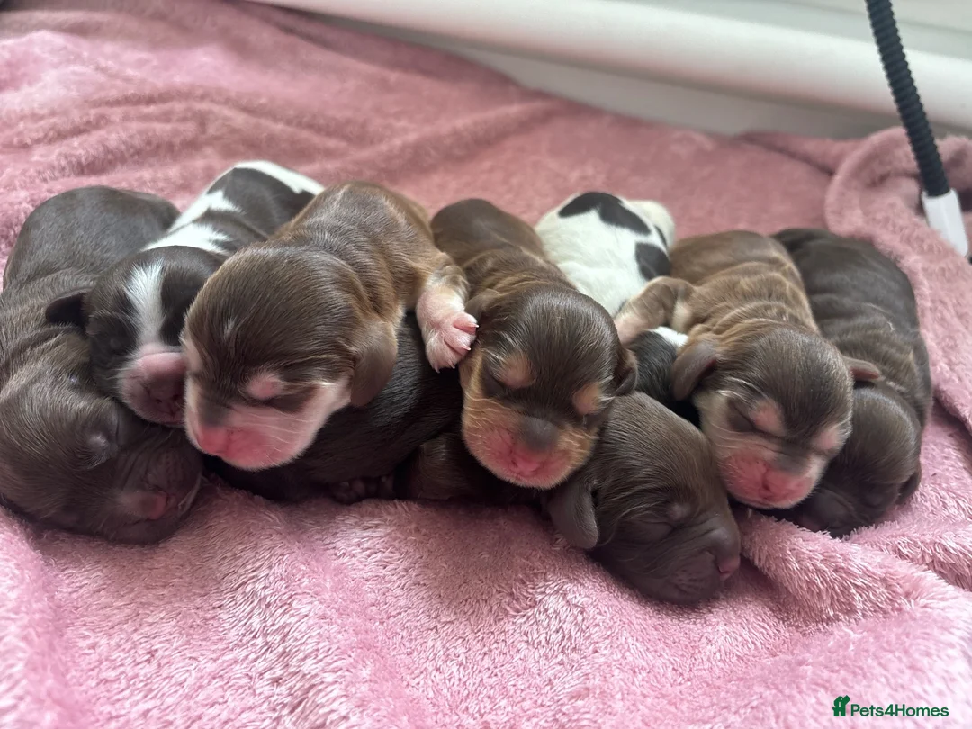 Cocker Spaniel dogs for sale: 🤎 KC show cockers 🤎 - Advert 1