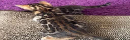 Bengal cats for sale: Pure bred Glitter Coat Bengal Kittens  in Ebbw Vale - Advert 4