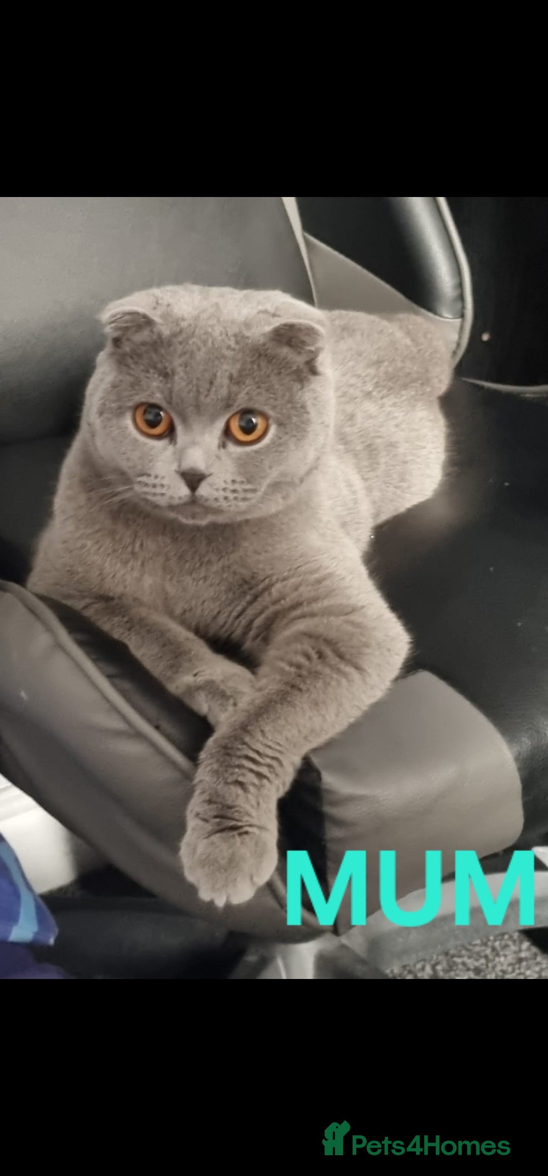 British Shorthair cats for sale: Stunning British Shorthair Kittens For Sale! - Advert 6