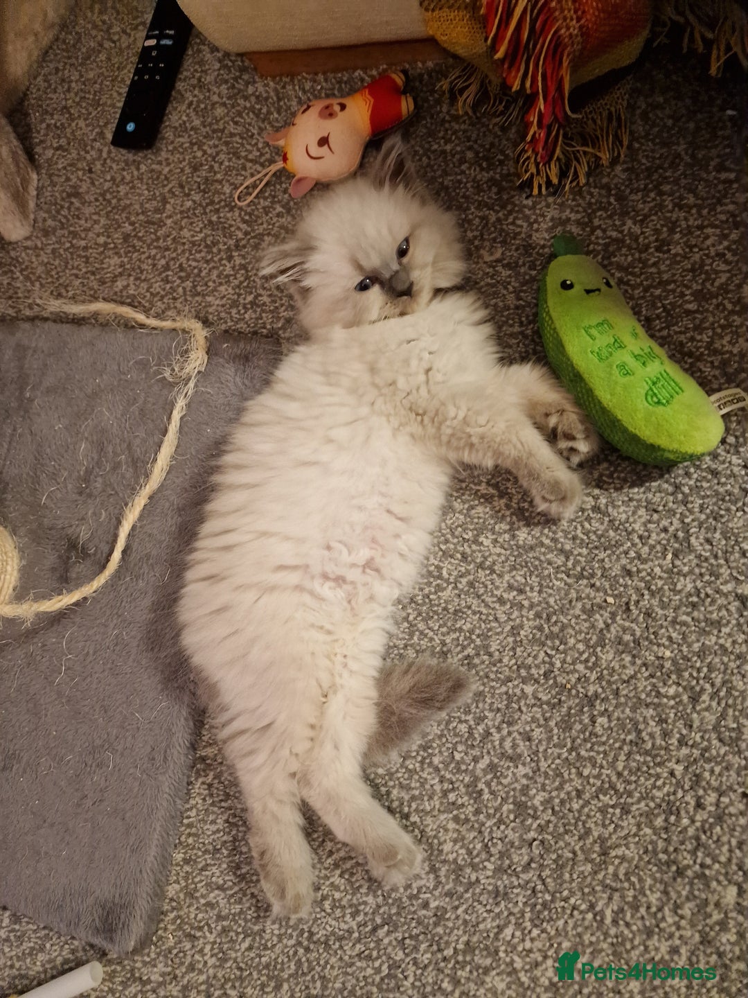 Ragdoll cats for sale: 🧁Sweet ragdolls - Image 5