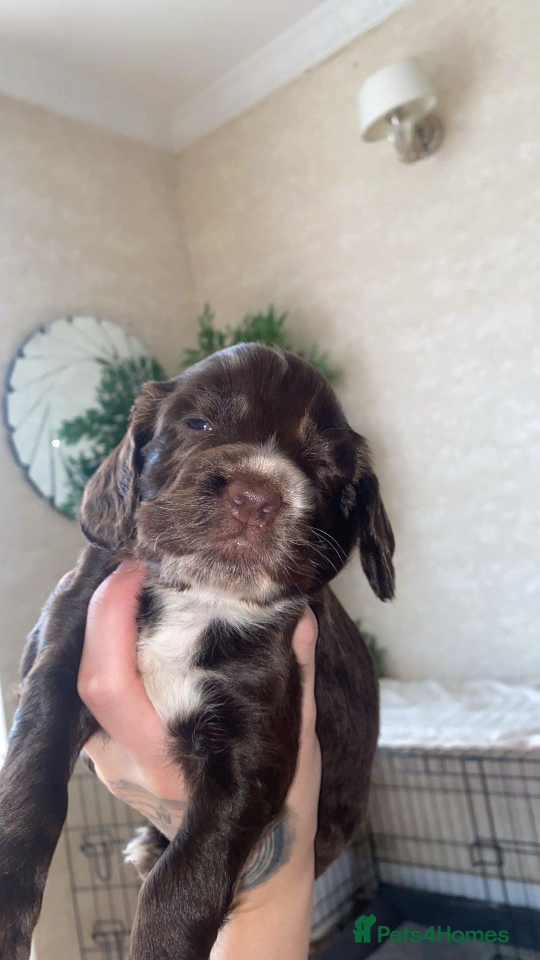 Sprocker dogs for sale: Sprocker spaniel 5 chocolate boys  - Advert 2