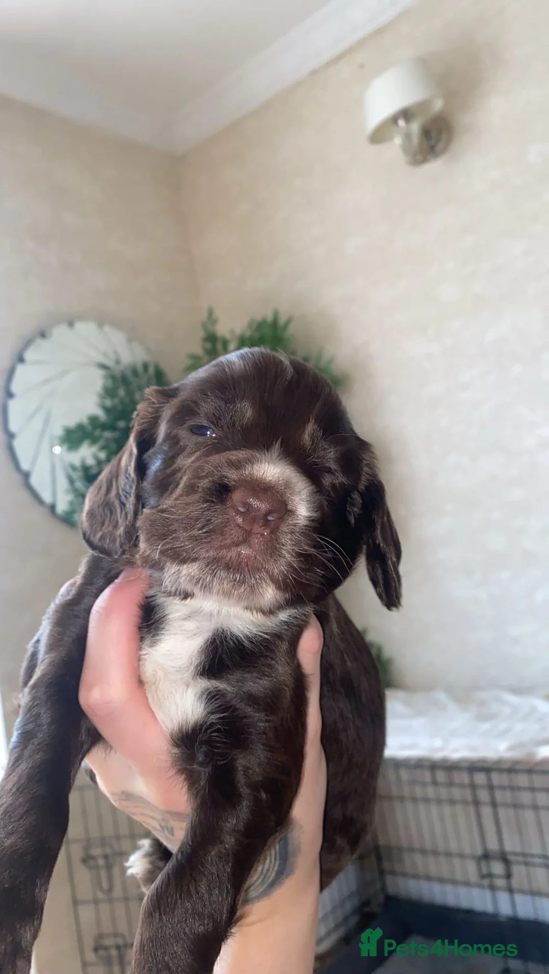 Sprocker dogs for sale: Sprocker spaniel 5 chocolate boys  - Advert 2