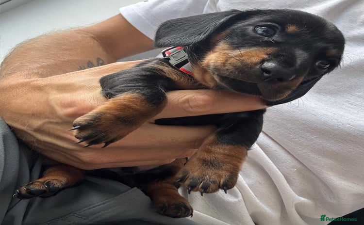 Miniature Dachshund dogs - Advert 11
