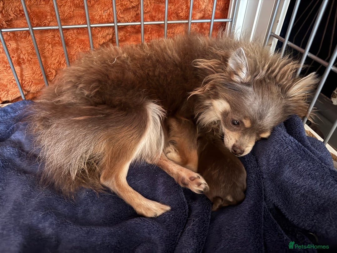 Pomchi dogs for sale: Stunning little loving girl - Image 9