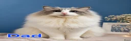 Ragdoll cats for sale:  Ragdoll Kittens Champion🩵 - Advert 3