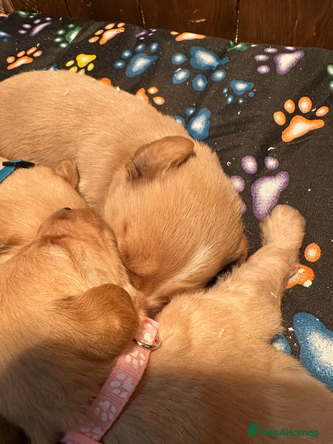 Labradoodle dogs for sale: Miniature Labradoodles from experienced breeder  - Advert 8