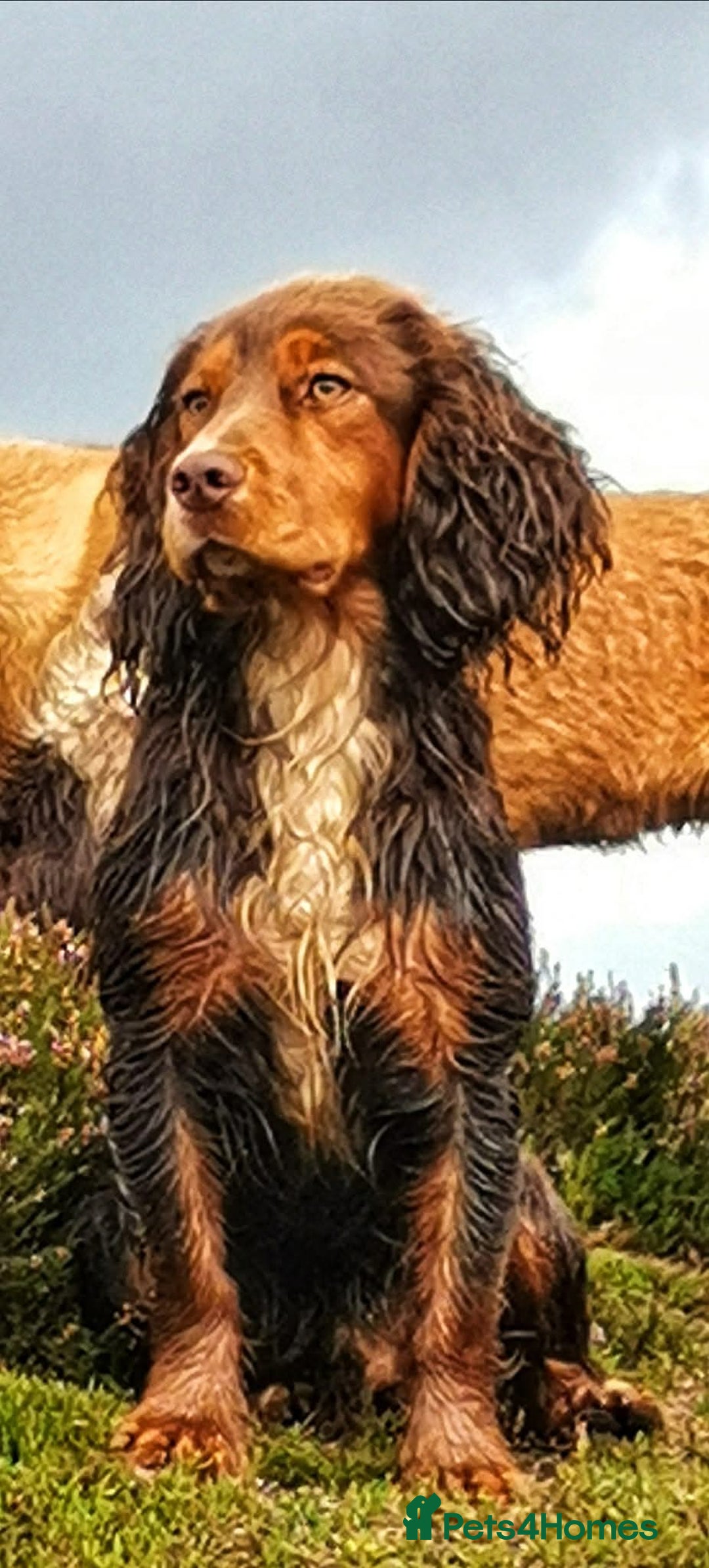 Cocker Spaniel dogs for sale: Kc reg working Cocker spaniels  born 13th July  - Image 10