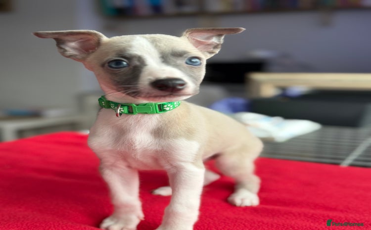 Whippet dogs - Advert 16