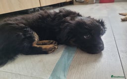 Mixed Breed dogs for sale: Pekingese mix breed puppies  - Advert 13