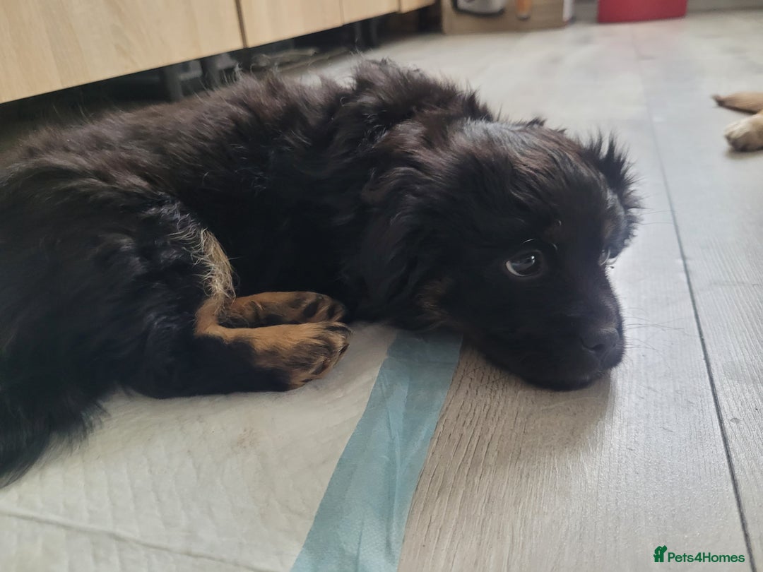 Mixed Breed dogs for sale: Pekingese mix breed puppies  - Advert 13