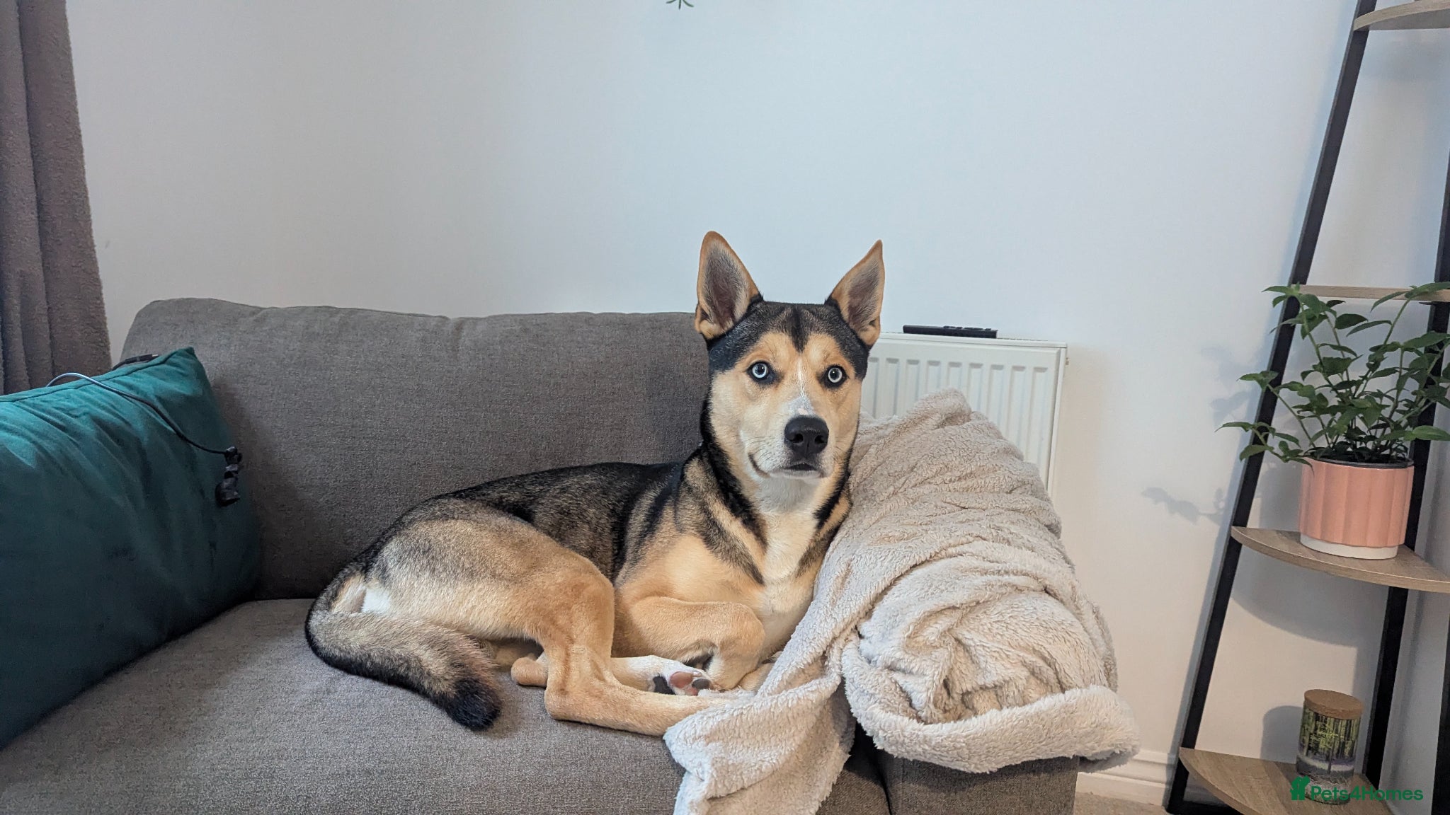 Shepsky dogs for sale: This is wolf  - Advert 1