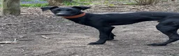 Mixed Breed dogs for sale: Manchester Terrier cross Lurcher beautiful puppy in Barnsley - Advert 6