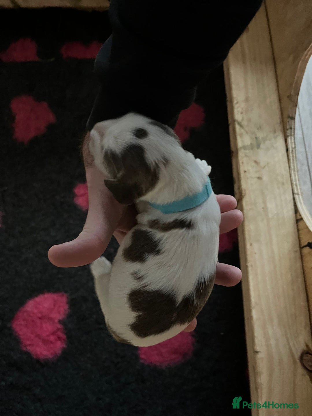 Cocker Spaniel dogs for sale: Cocker Spaniel Puppies - Advert 31