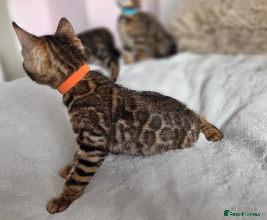 Bengal cats for sale: ✨ Bengal TICA Registered kittens Available ✨🐱 - Image 15