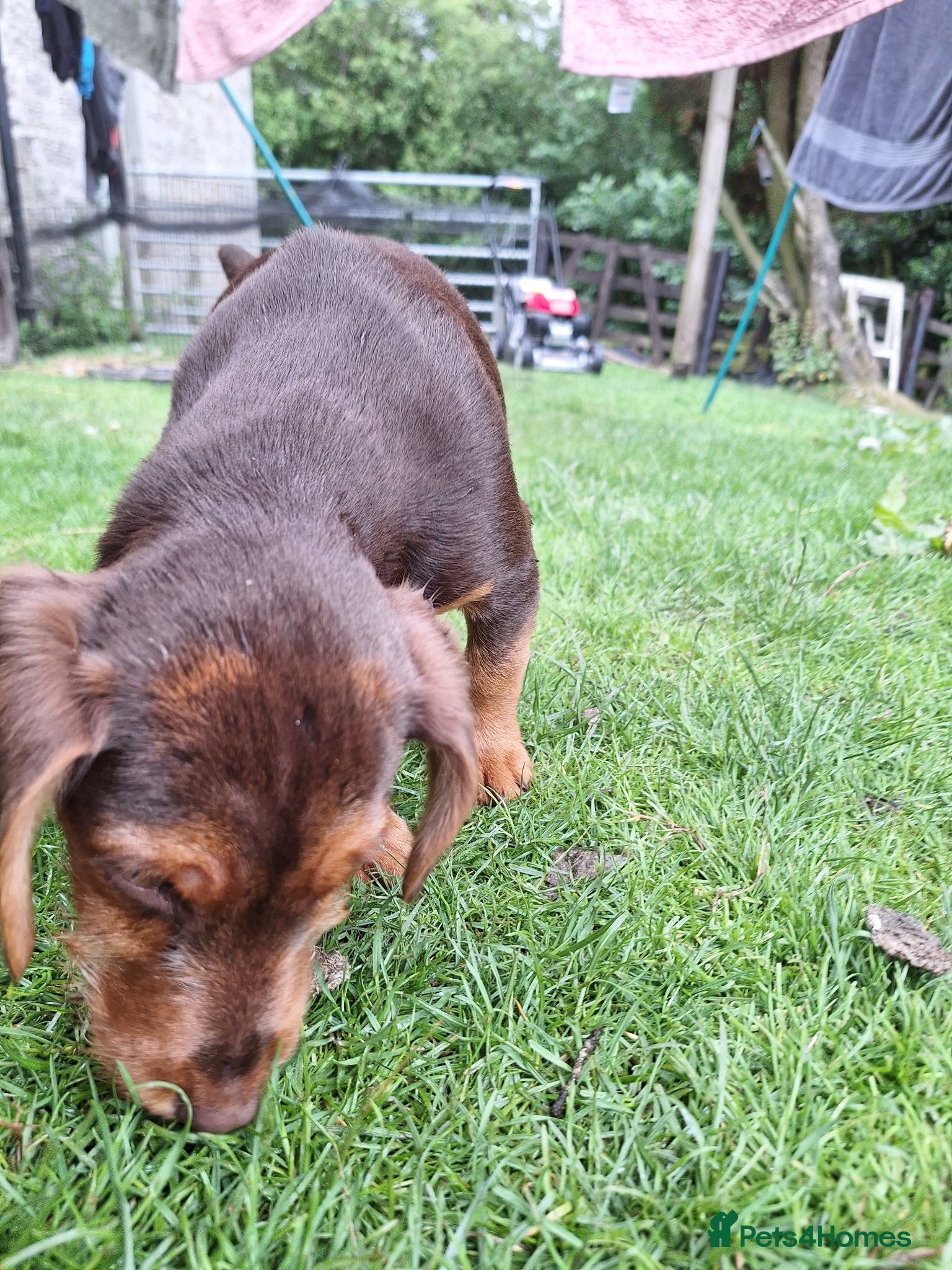 Mixed Breed dogs Cockerdale puppies looking for they new homes - Advert 16