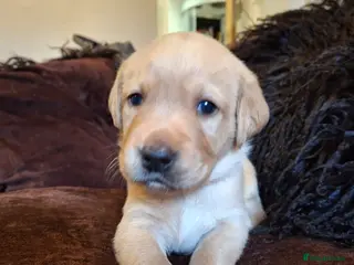 Labrador Retriever dogs Golden labrador retriever - Advert 18